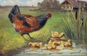 Title: hen and chicks
