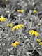 Title: Black Eyed Susans