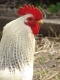 Title: Wonderful Rooster