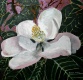 Title: magnolia flower oil painting