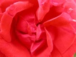 Title: Zoomed in Rose