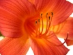 Title: Lily