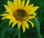 Title: Sunflower