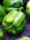 Title: Green Peppers