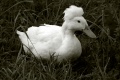 Title: Crested Duck