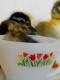 Title: Duck in a Teacup 2