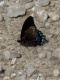 Title: Butterfly On Gravel