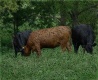 Title: Grazing Cattle