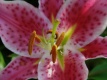 Title: Pink Lily