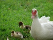 Title: Muscovy and Ducklings