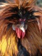 Title: Polish Rooster