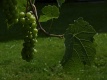 Title: Bunch of Grapes