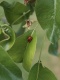Title: Two ladybugs on green leaf