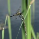 Title: Dragonfly