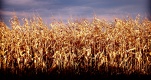 Title: Corn Field