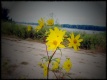 Title: Flowers Along The Mississippi River