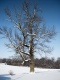 Title: Winter Tree