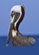 Title: Brown Pelican in Profile