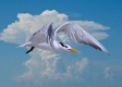 Title: Royal Tern in Flight