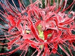 Title: spider lily flower art print