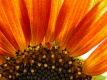 Title: Orange Sunflower From Behind