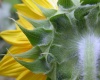 Title: Sunflower From Behind