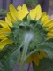 Title: Fuzzy Sunflower