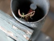 Title: Praying Mantis on Swing