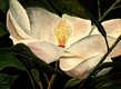 Title: magnolia flower art print