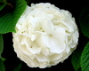 Title: White Flower