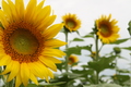 Title: Kansas Sunflowers