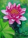 Title: Water Lily