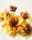 Title: Gold and Brown Chrysanthemums 1