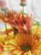 Title: Gold Chrysanthemums Alstroemeria 2