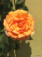 Title: An Orange Rose with Shadow
