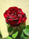 Title: Enhanced Red Rose