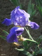 Title: Blue Iris at Poli 1