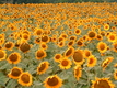 Title: Sunflower Serenade