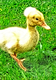 Title: Crested Duckling