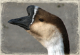 Title: Goose at the Park