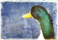 Title: Duck at the Park