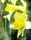 Title: Daffodil
