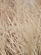 Title: Dried Grass