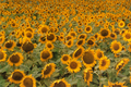 Title: Sunflower Serenade