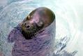 Title: Hawaiian Monk Seal