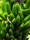 Title: Green Bananas