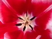 Title: Red/White Bloom