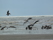 Title: Birds on beach