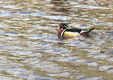 Title: Wood duck