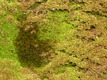 Title: Mossy Texture